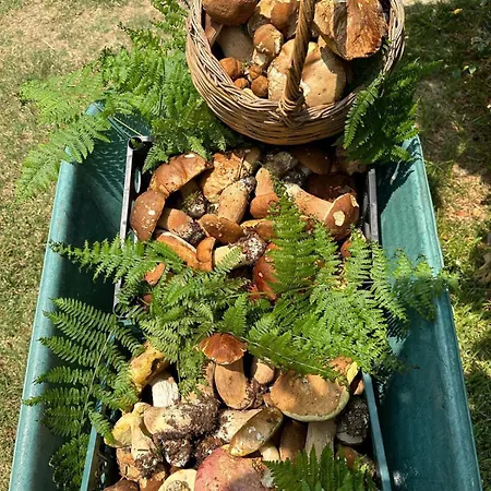 Nina's House, Nonno Pepe Apartment *